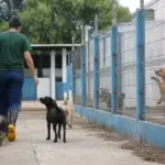 concurso Prefeitura de Pelotas Tratador de Animais 2026