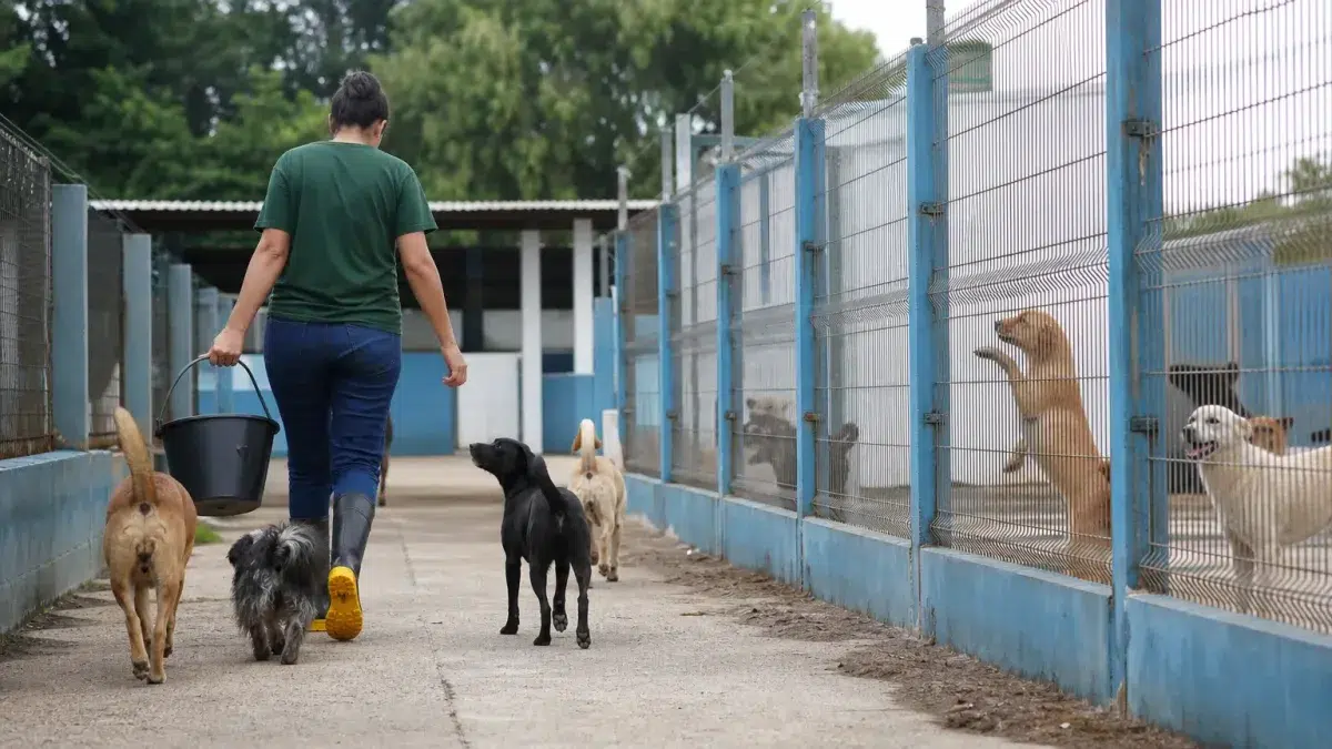 concurso Prefeitura de Pelotas Tratador de Animais 2026