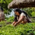 curso gratuito SESA CE agente indígena de cultivo 16 vagas