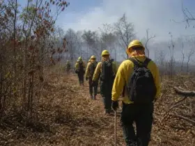 edital Prefeitura de Barão de Melgaço MT brigadista florestal