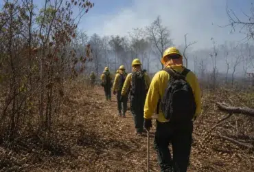 edital Prefeitura de Barão de Melgaço MT brigadista florestal