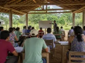 especialização gratuita Inovações Curriculares na Educação do Campo