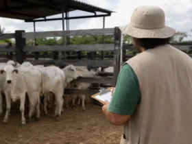 seletivo ADEPARÁ 15 vagas