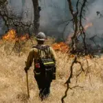 seleção de brigadistas em Trairão