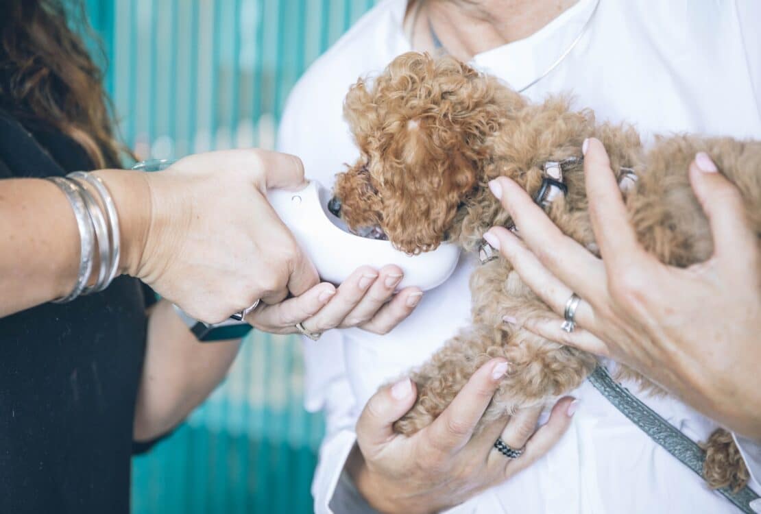 Pós-Graduação Em Medicina Veterinária